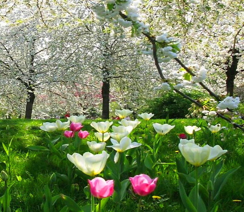 Tulips in a Park — Green