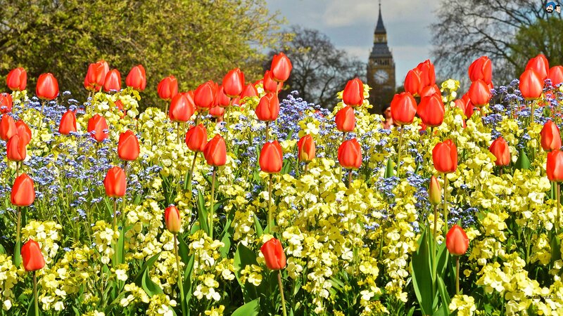 Tulips in a Park — Red