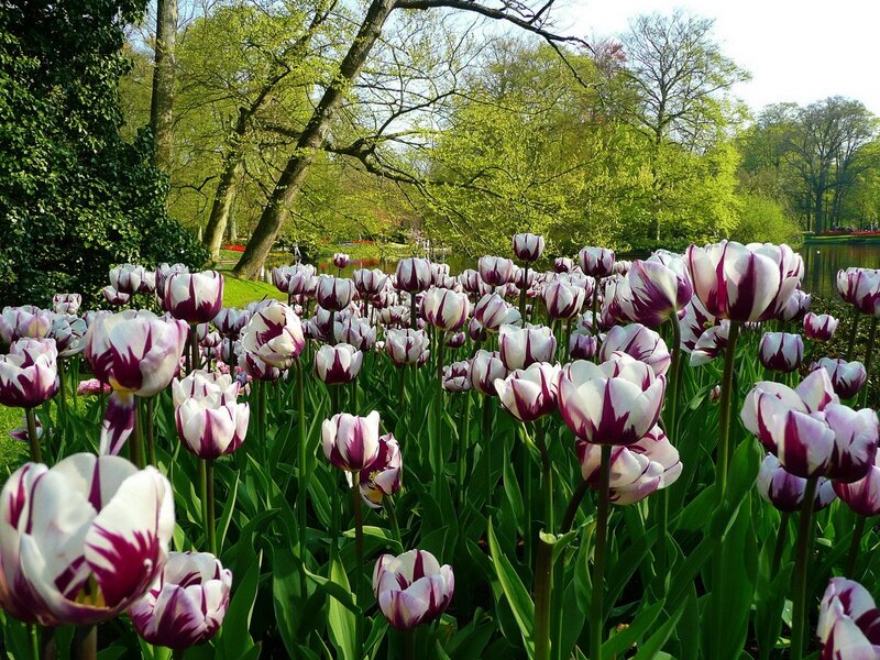 Tulips in a park