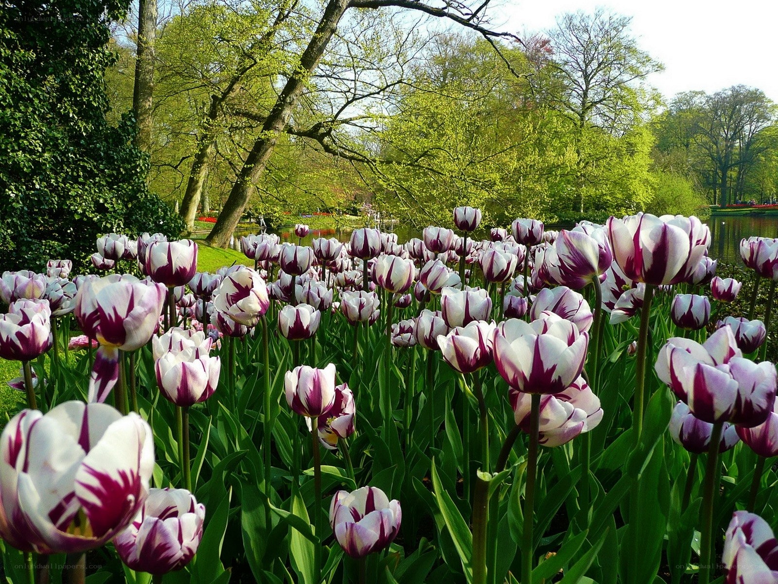 Tulips in a park