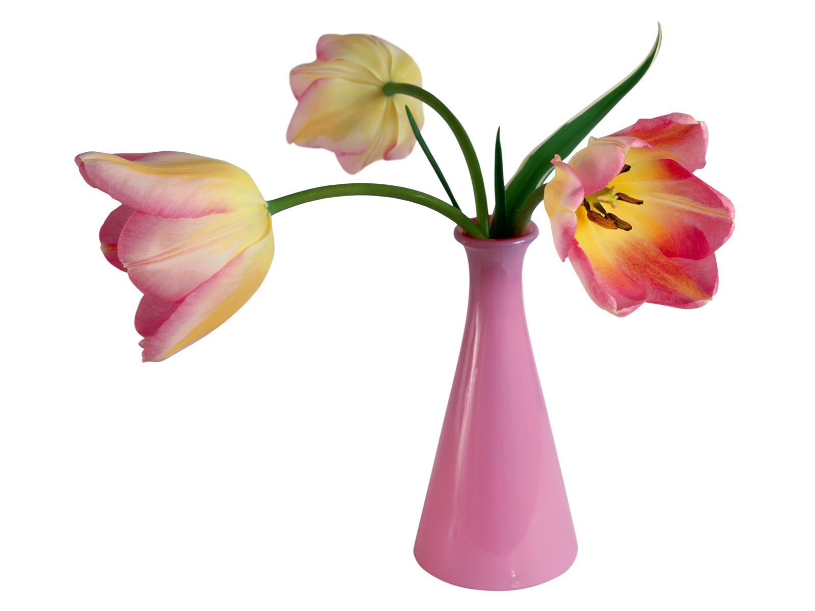 tulips in a pink vase