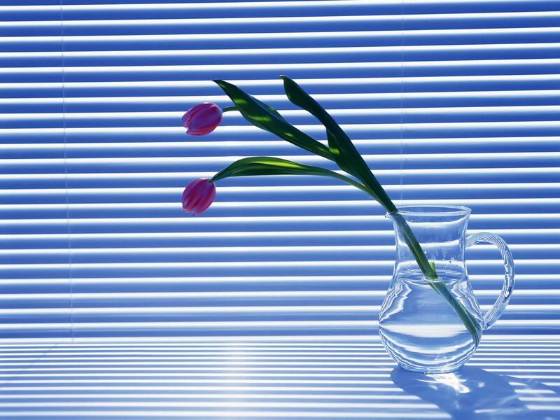 Tulips in a pitcher