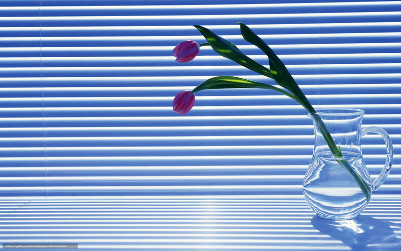 Tulips in a pitcher