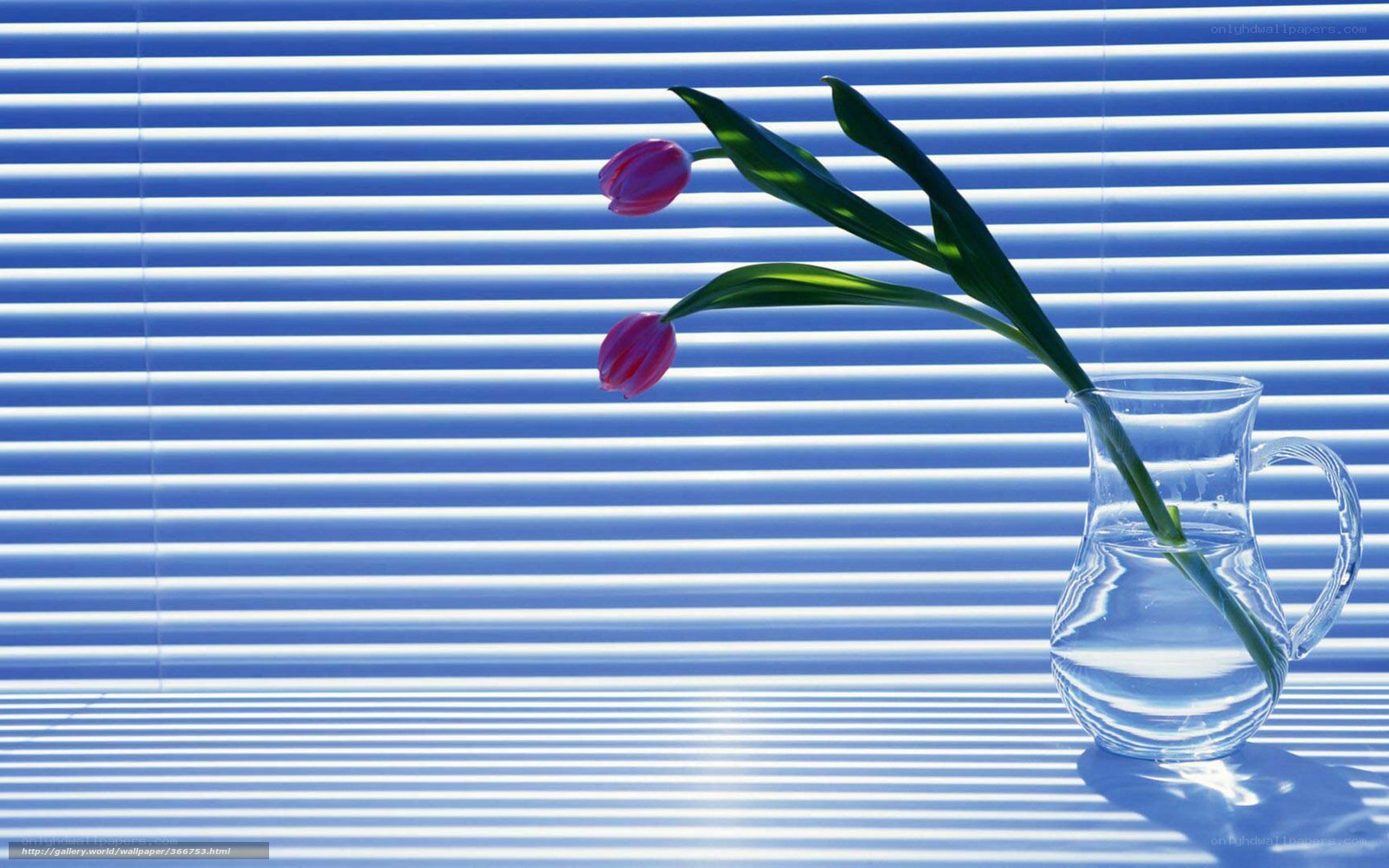 Tulips in a pitcher