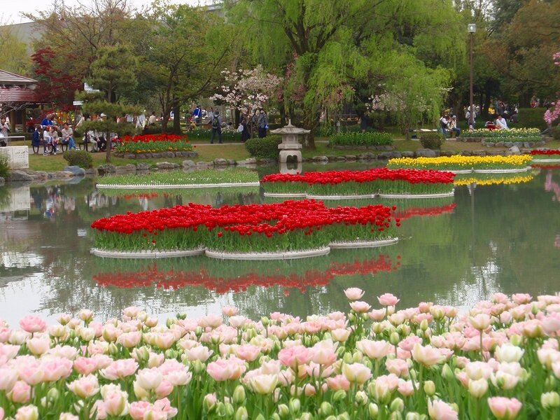 Tulips in a Pond
