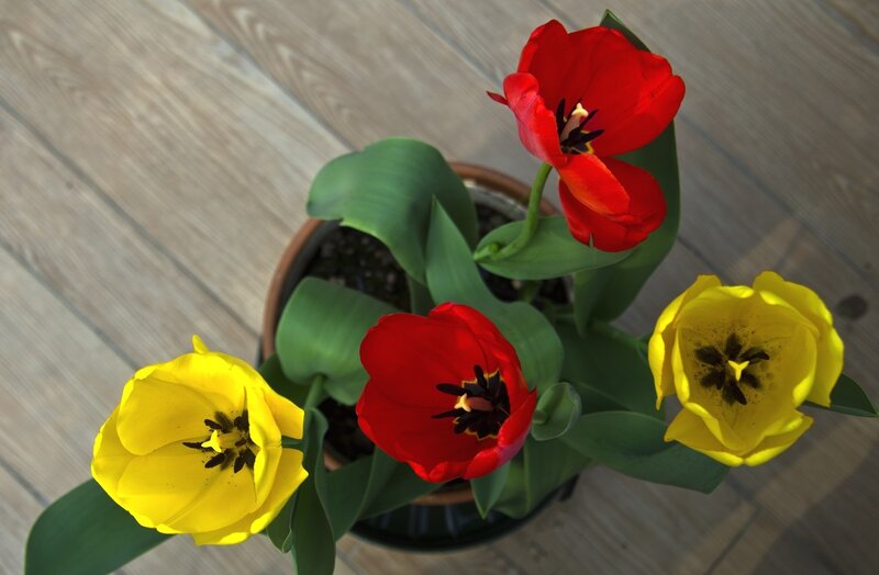 Tulips in a Pot — Red