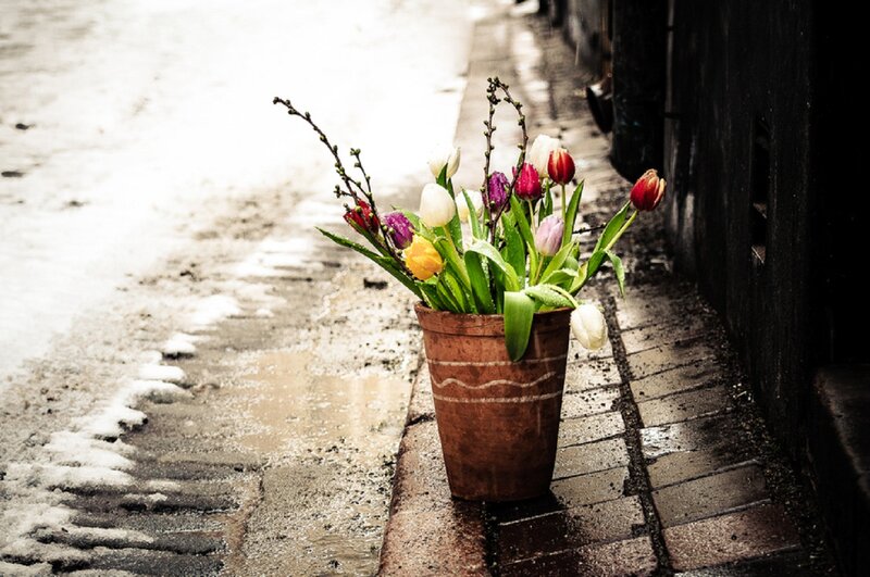 Tulips in a Pot