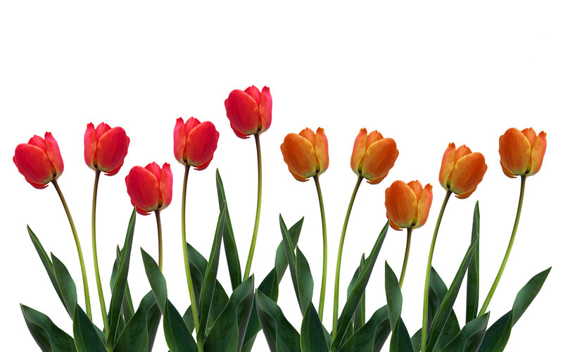 tulips in a row