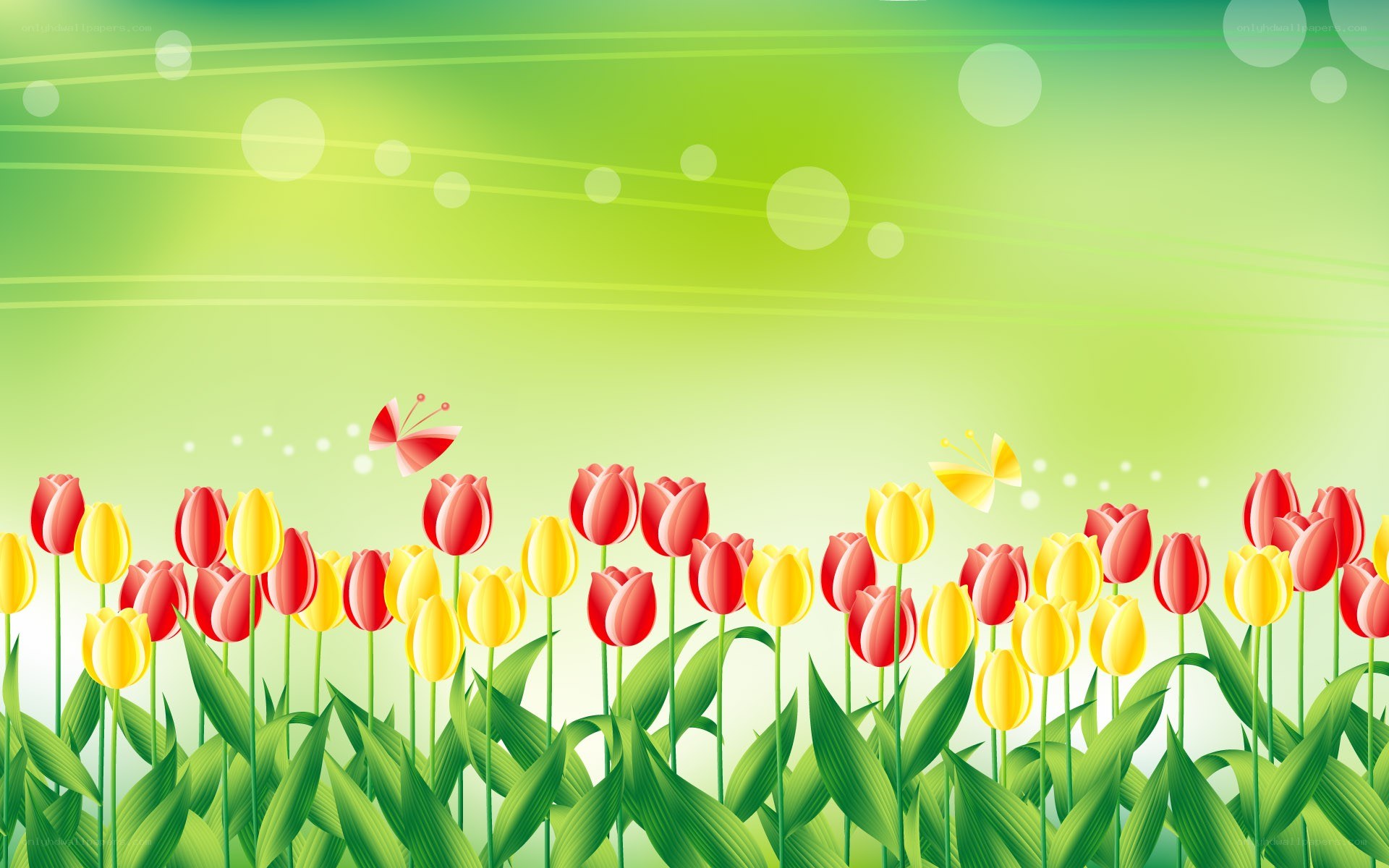 tulips in a spring field