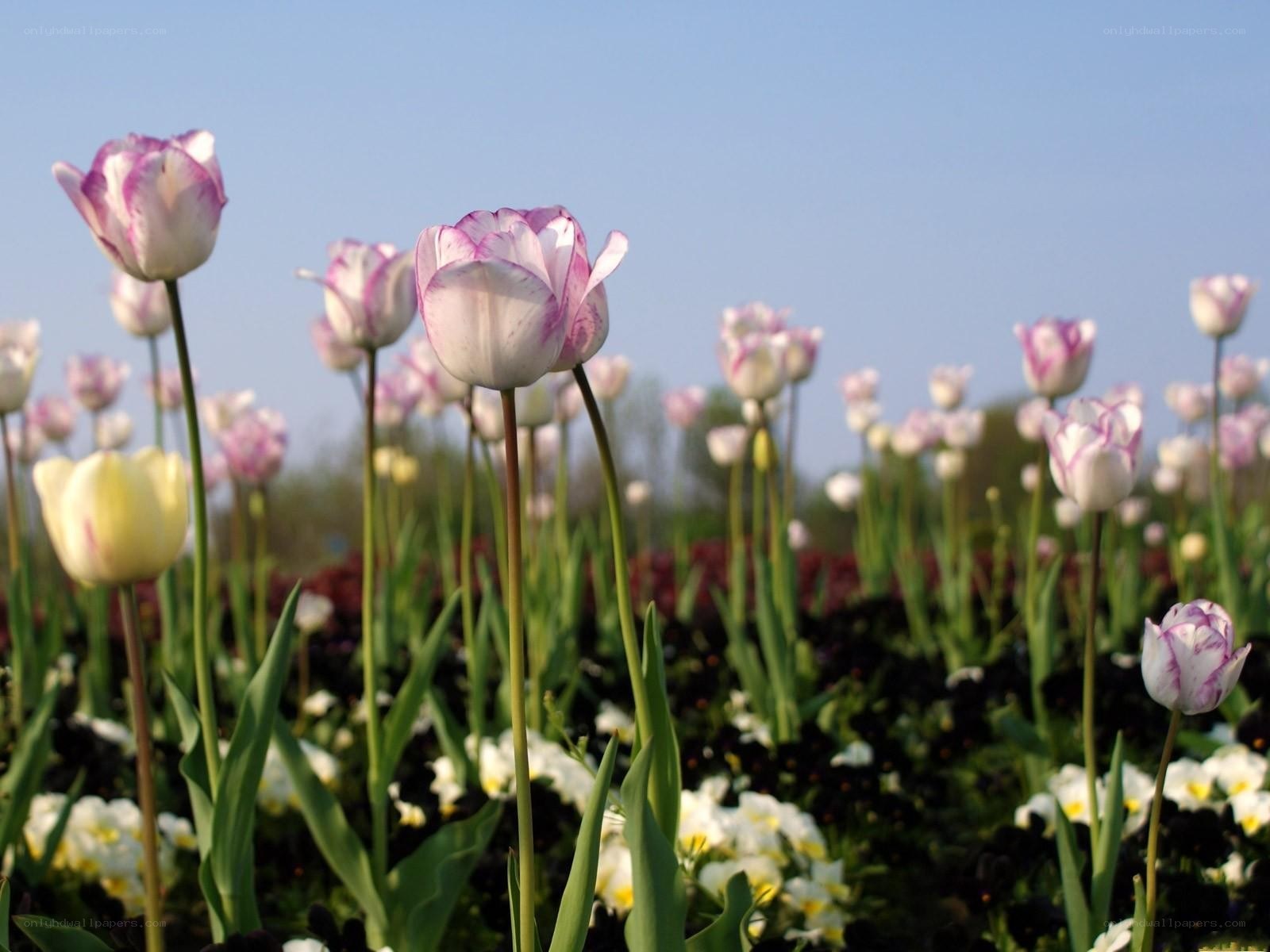 Tulips in a spring garden