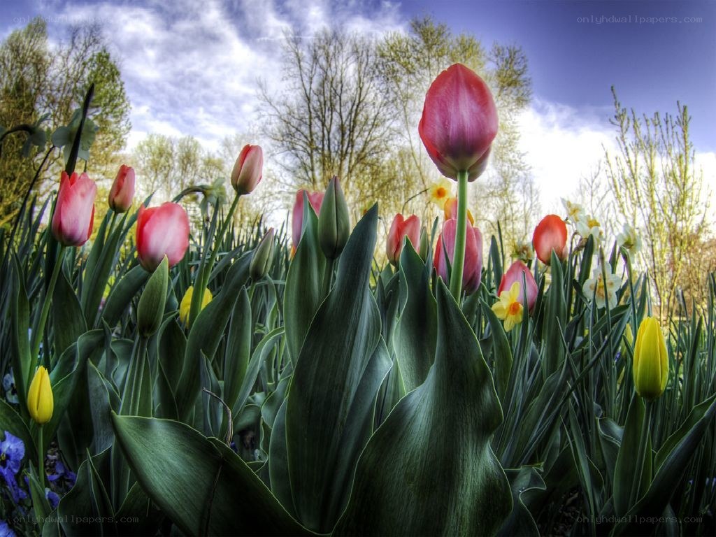 Tulips in a spring garden