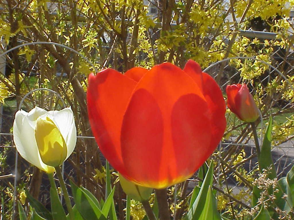 Tulips in a spring garden