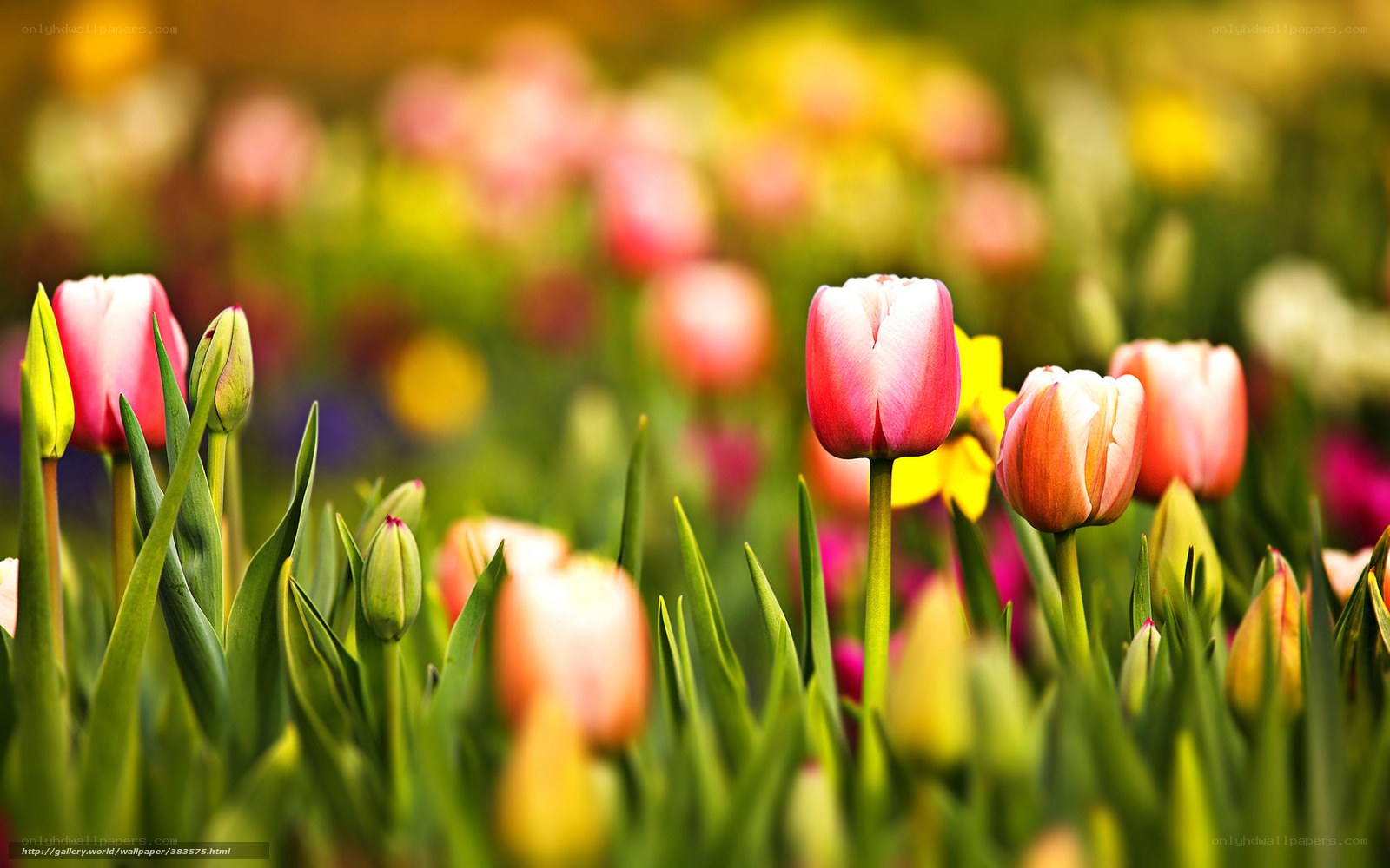 Tulips in a Spring Garden