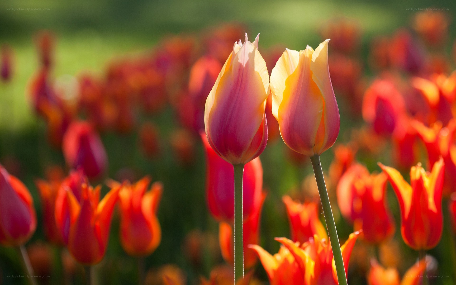 Tulips in a sunlit field