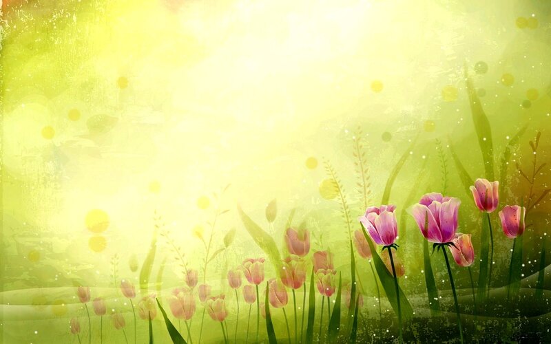 tulips in a sunlit field