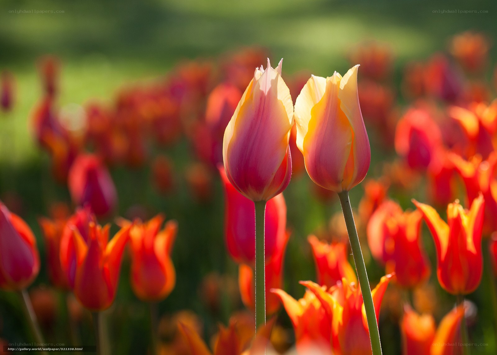 Tulips in a sunlit field