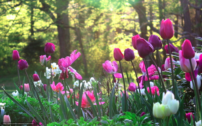 Tulips in a sunlit garden