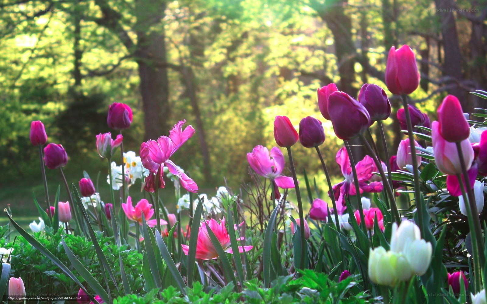 Tulips in a sunlit garden