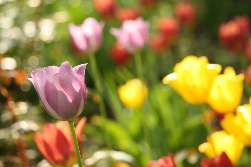tulips in a sunny garden