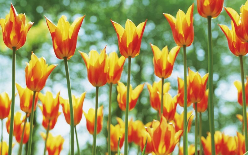 Tulips in a sunny garden
