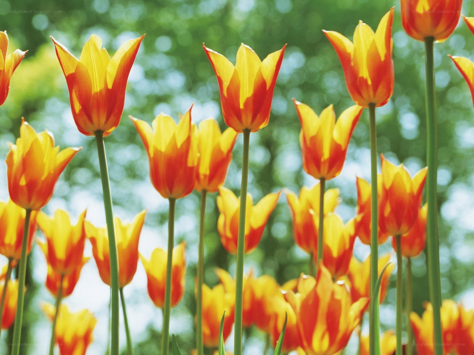 Tulips in a sunny garden