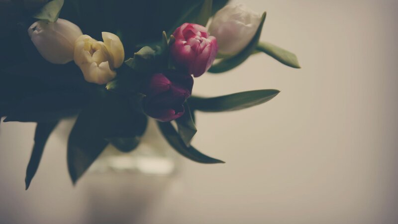 tulips in a vase