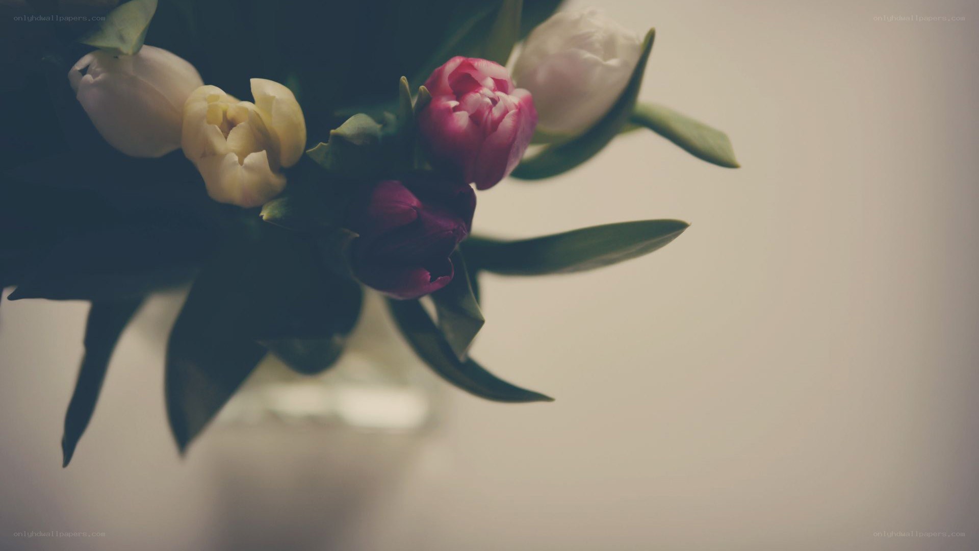 tulips in a vase