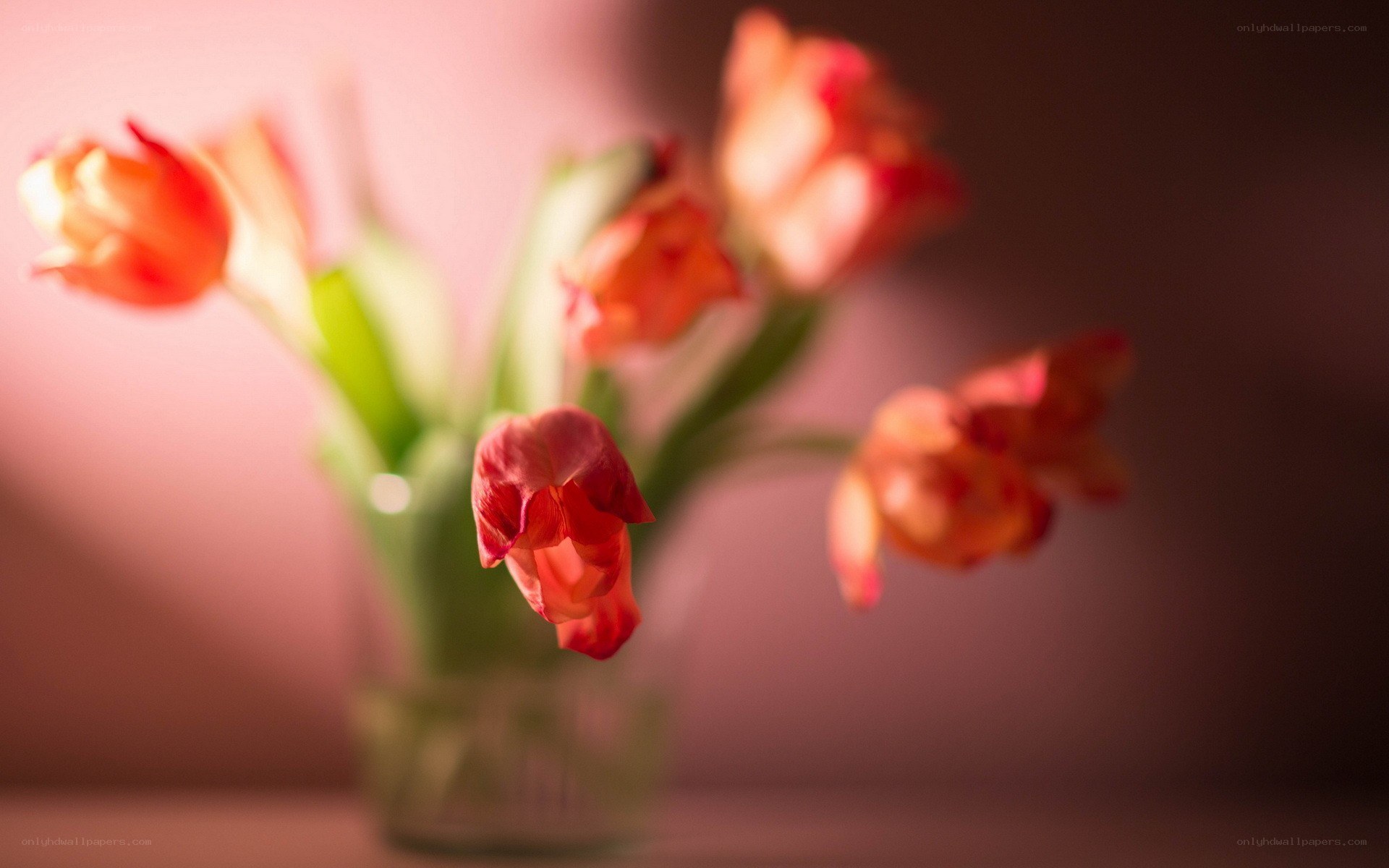 tulips in a vase