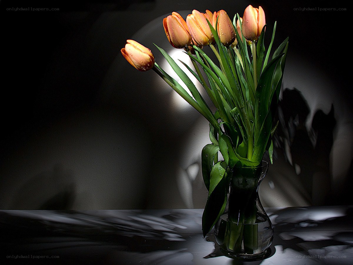 tulips in a vase