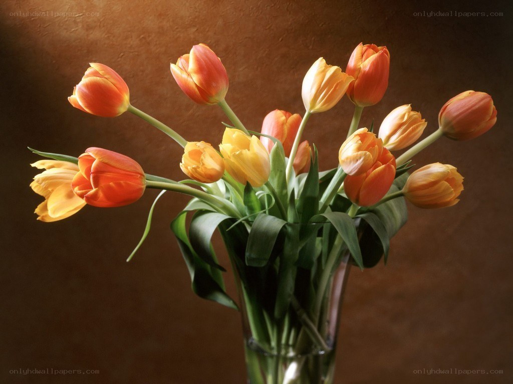tulips in a vase