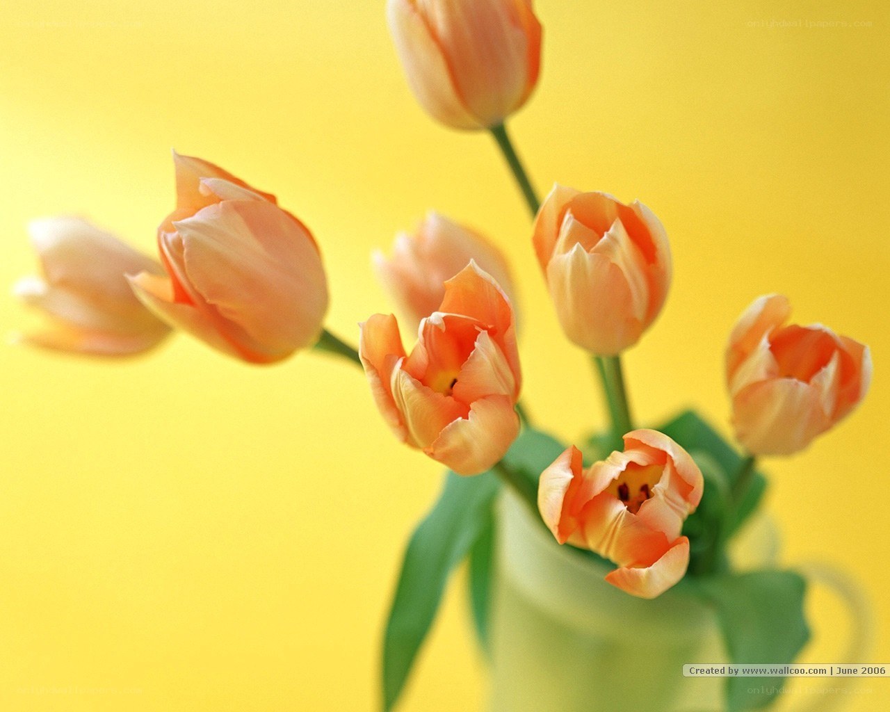 tulips in a vase