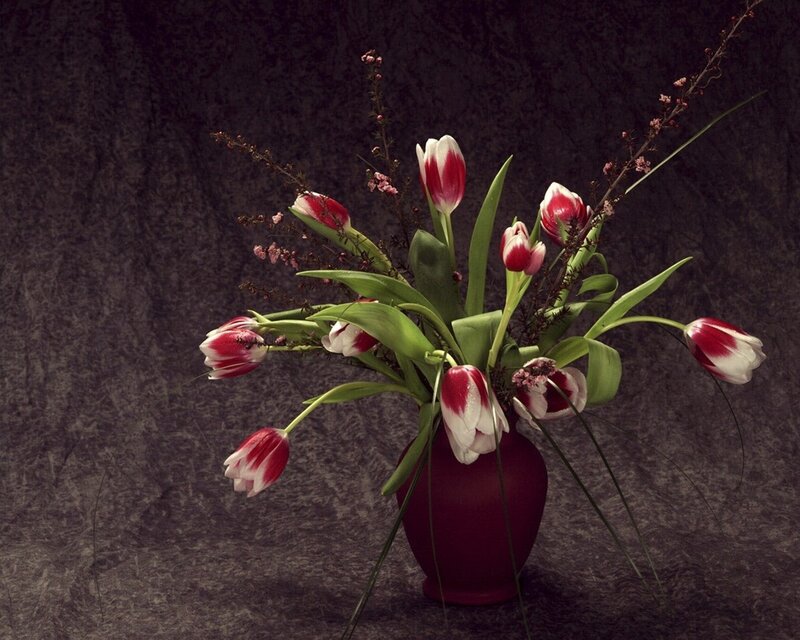 tulips in a vase