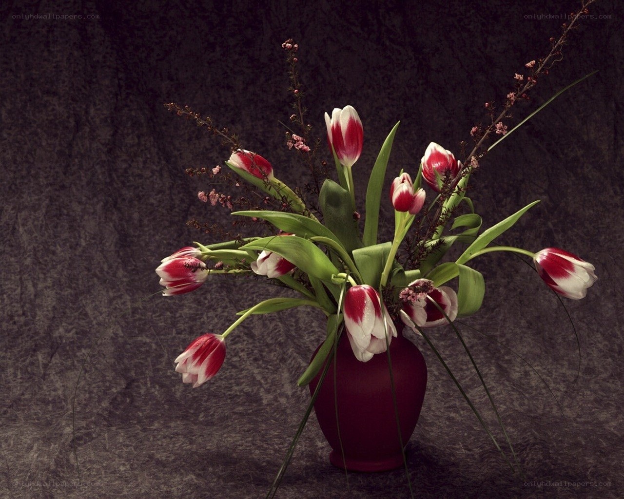 tulips in a vase