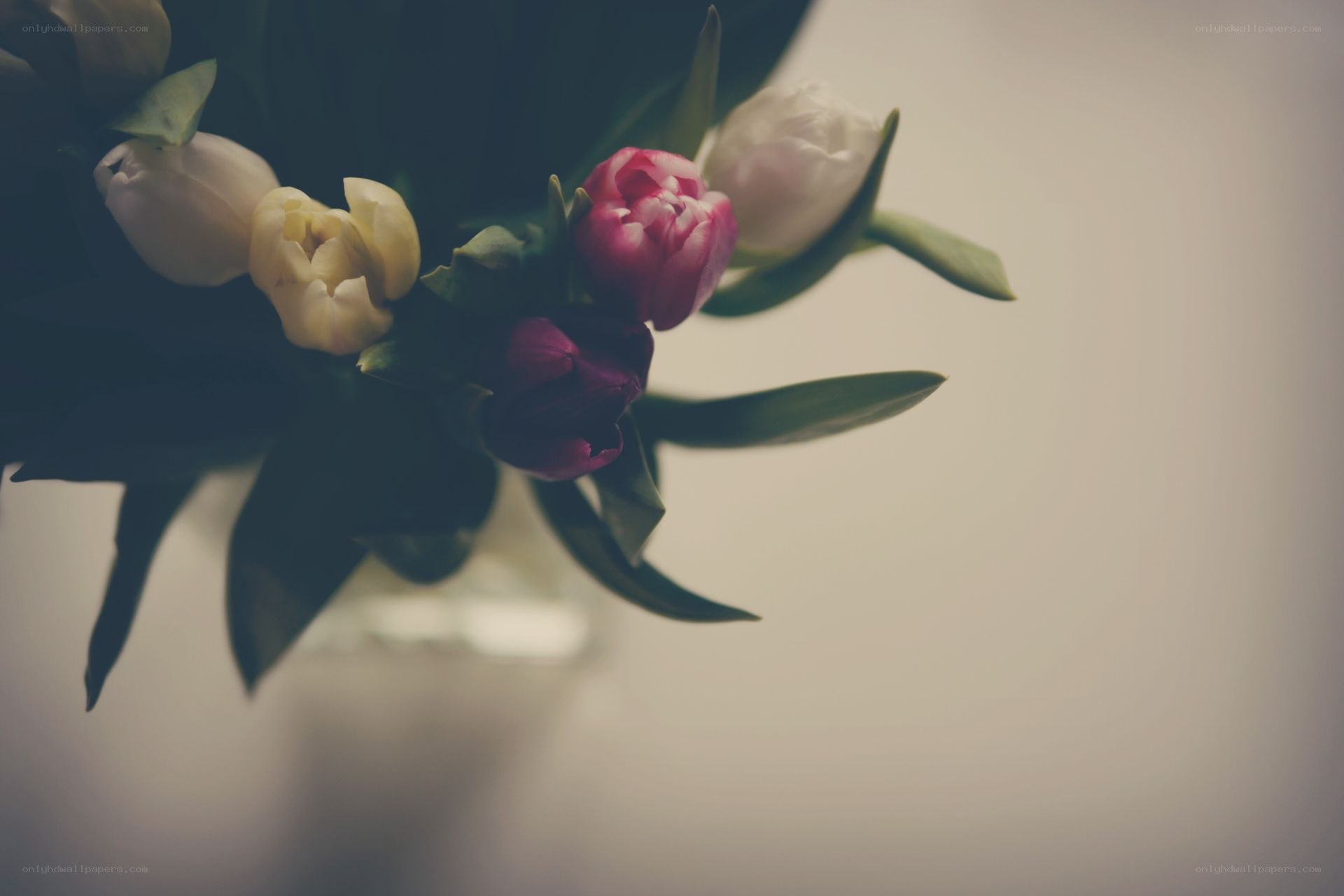 tulips in a vase