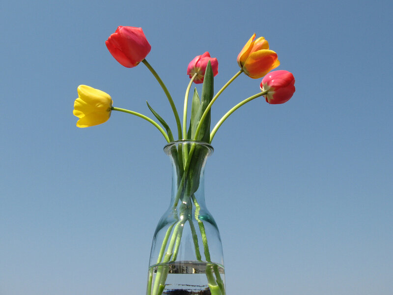 tulips in a vase against blue sky