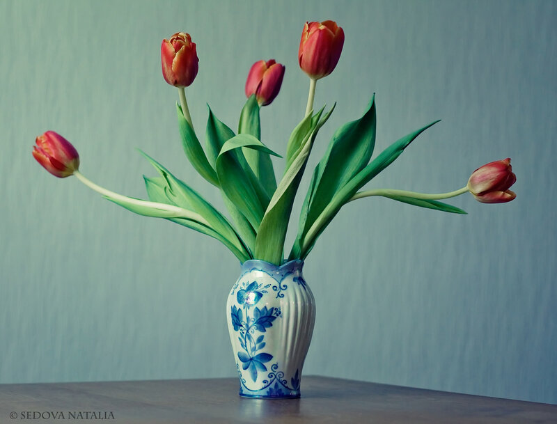 Tulips in a Vase — Green, Serene, Photograph, Table