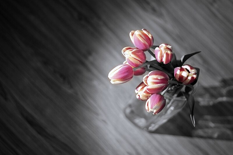 Tulips in a Vase — Pink, Dramatic