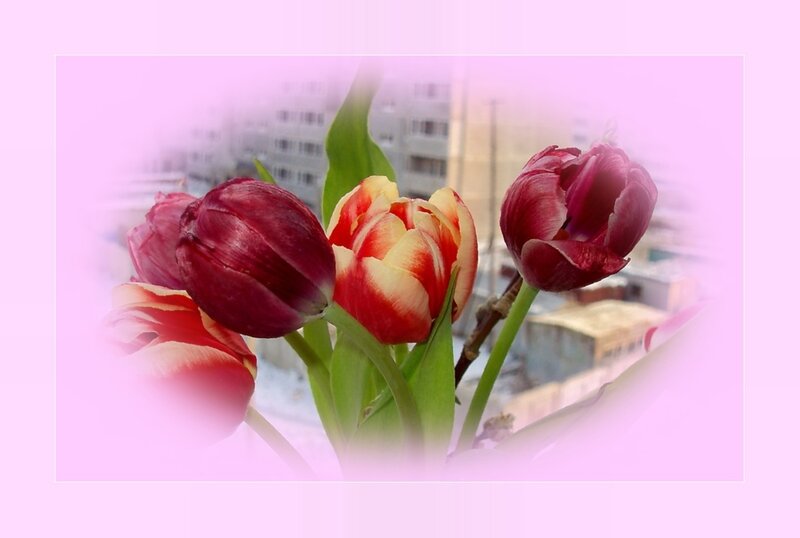 Tulips in a Vase — Pink, Serene, Spring, Photograph, Buildings