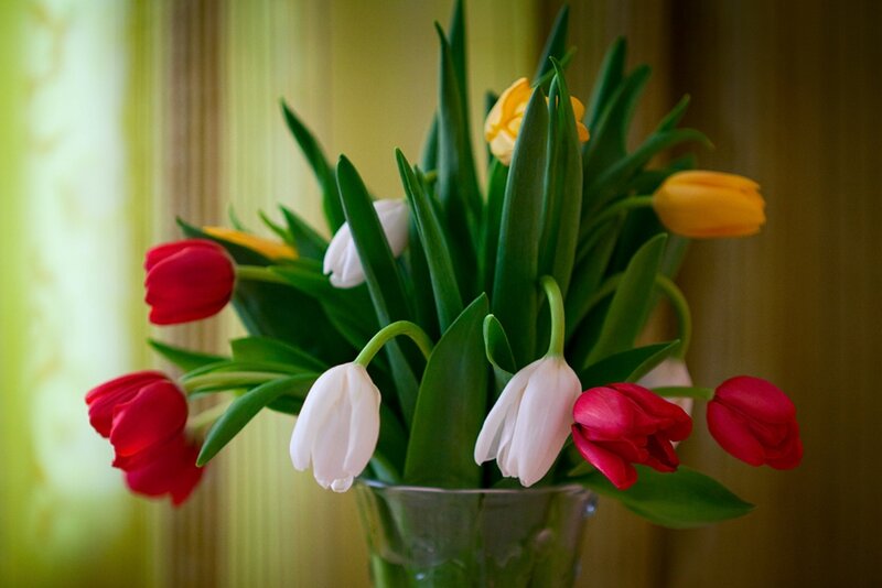 Tulips in a Vase — Red, Calm, Spring