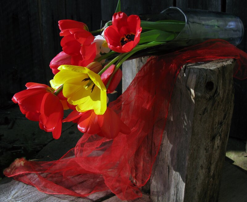Tulips in a Vase — Red, Dramatic, Afternoon