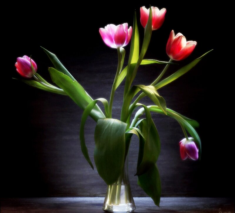 Tulips in a Vase — Red, Dramatic, Photograph, Flowers, Leaves