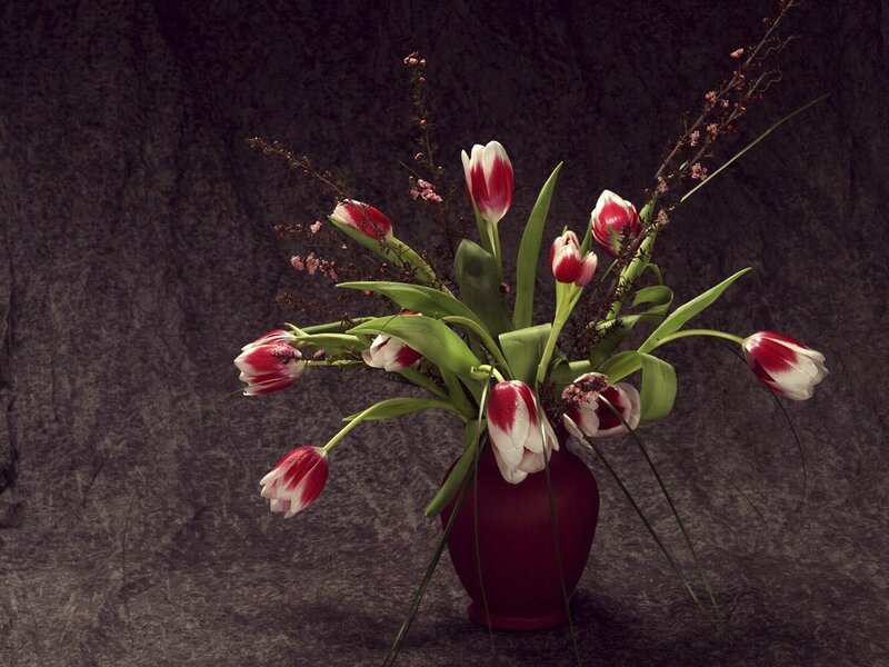Tulips in a Vase — Red, Dramatic, Photograph, Flowers