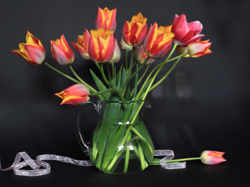 Tulips in a Vase — Red, Dramatic, Photograph, Ribbon