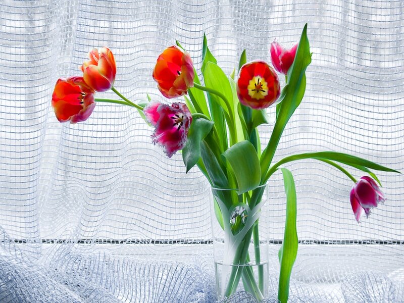 Tulips in a Vase — Red