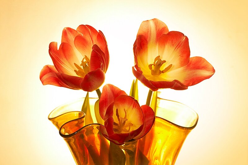 Tulips in a Vase — Red, Warm