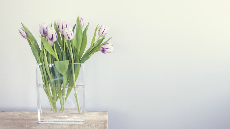 Tulips in a Vase — White, Calm, Photograph, Table