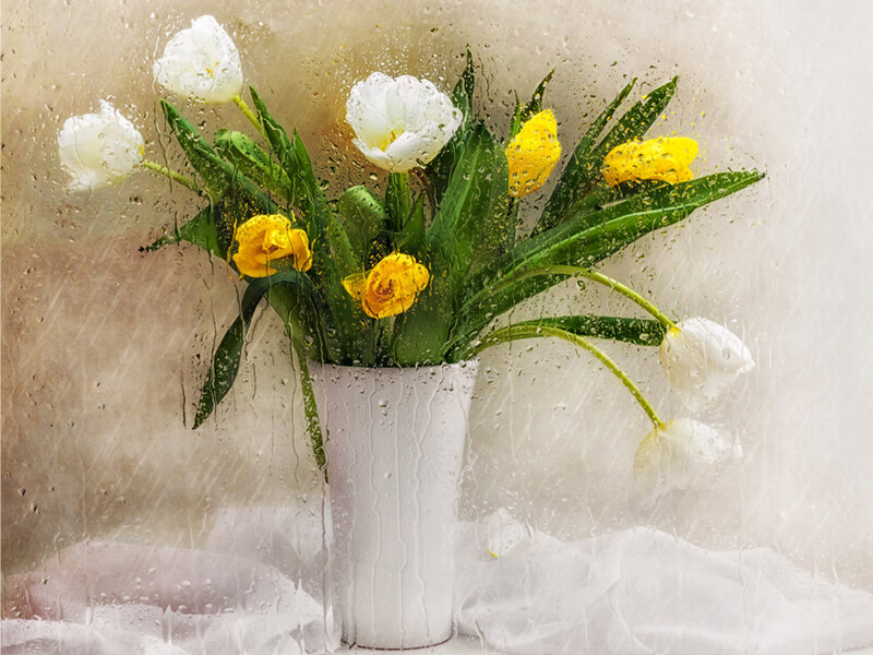 Tulips in a Vase — White, Calm