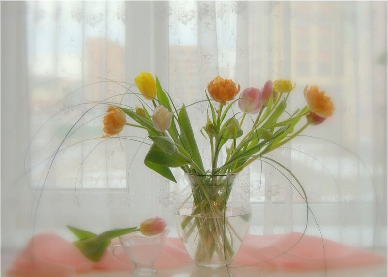 Tulips in a Vase — White, Serene, Morning, Photograph, Curtain