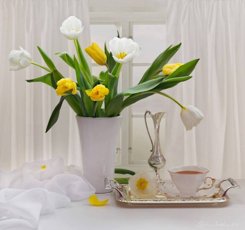 Tulips in a Vase — White, Serene, Morning, Photograph