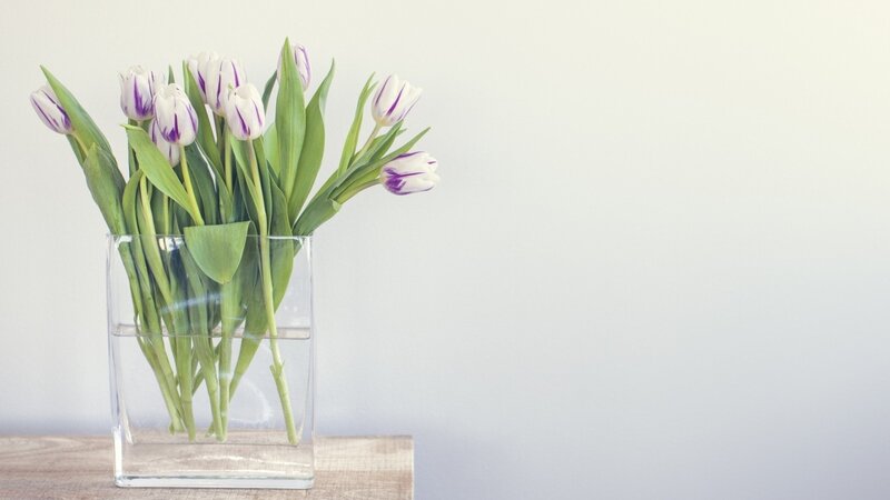 Tulips in a Vase — White, Serene, Photograph, Table